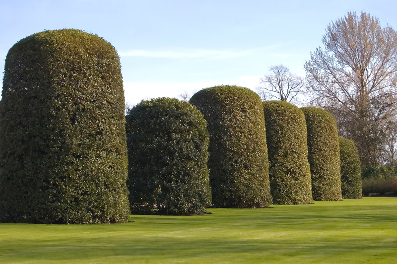 outdoor space trees