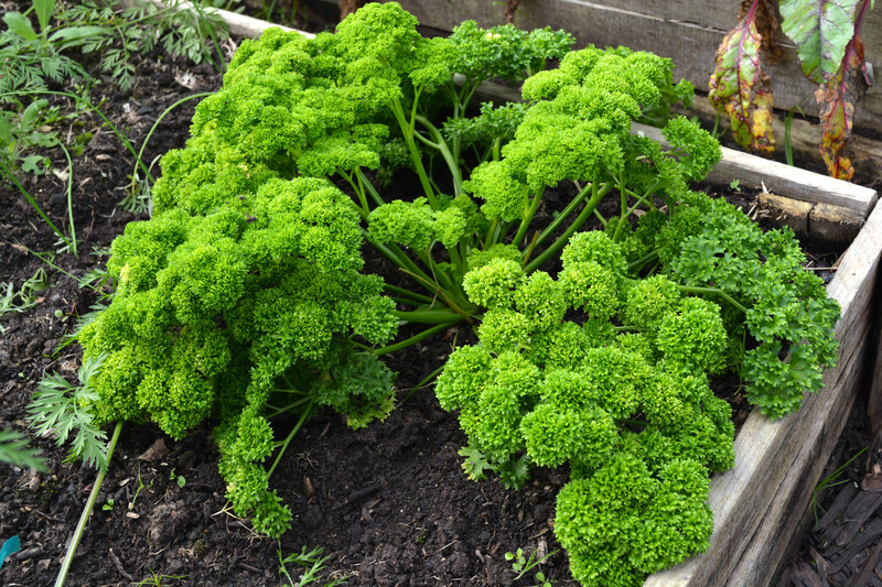 garden care garden