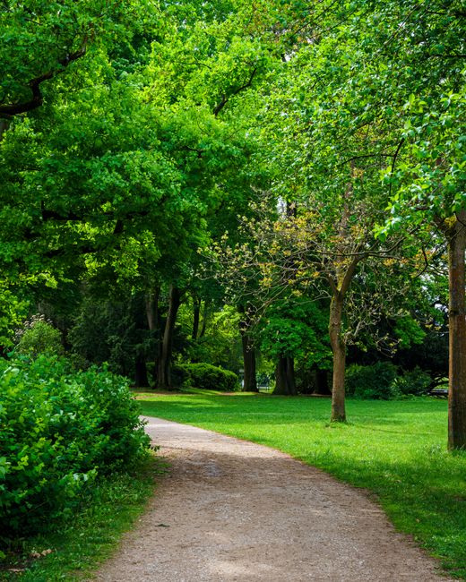 A serene garden scene featuring a winding dirt pathway bordered by lush green grass and dense foliage. Tall trees with varying shades of green leaves form a canopy overhead, allowing dappled sunlight to filter through. The pathway leads into a shaded area where more mature trees are visible, their trunks standing strong amidst a well-maintained lawn. On the left, a dense shrub with small, rounded leaves adds to the verdant setting, while the right side shows evenly trimmed grass and trees with thinner branches. The overall environment appears calm and inviting, ideal for outdoor leisure and garden maintenance activities. This scene exemplifies careful landscaping work aimed at creating a natural, picturesque outdoor space, and is associated with gardening services offered by Gardeners Bromley for local areas such as Keston Common and Hayes.