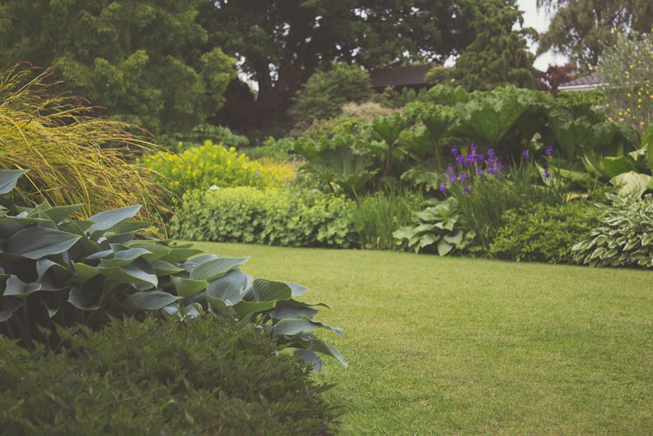 A well-maintained garden featuring a lush, green lawn with neatly trimmed grass in the foreground. To the left, a dense cluster of large-leafed hostas with smooth, broad, dark green leaves spills over a border. Behind the lawn, a diverse array of garden beds and borders display various plants, including tall ornamental grasses with wispy, golden seed heads and vibrant purple flowering plants. The background showcases a mix of mature trees with thick canopies, providing shade and a sense of enclosure to the garden. The scene is illuminated by soft, natural daylight, highlighting the textures of the soil, foliage, and leaves. Visible tools such as pruning shears and a rake are placed among the plants, indicating recent maintaining or trimming work. Overall, the garden demonstrates a thoughtful landscape design with layered plantings, neat edges, and evidence of ongoing garden maintenance, as carried out by Gardeners Bromley, serving the Keston Common and Hayes areas.
