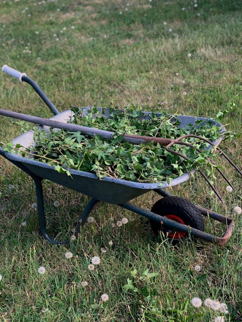 A metal wheelbarrow painted in dark green, filled with freshly cut green hedge branches and vines, sits on a grassy lawn. The grass is a mix of green and brown patches, with small white dandelion seed heads scattered across the area. The wheelbarrow's handles, which are light grey, extend toward the top left of the image, and its red wheel is visible at the bottom right. The surrounding area appears to be a well-maintained garden or yard, with a bordered lawn and no other garden structures in sight. This scene exemplifies garden maintenance work performed by Gardeners Bromley, including hedge trimming and debris collection, under natural outdoor lighting conditions.